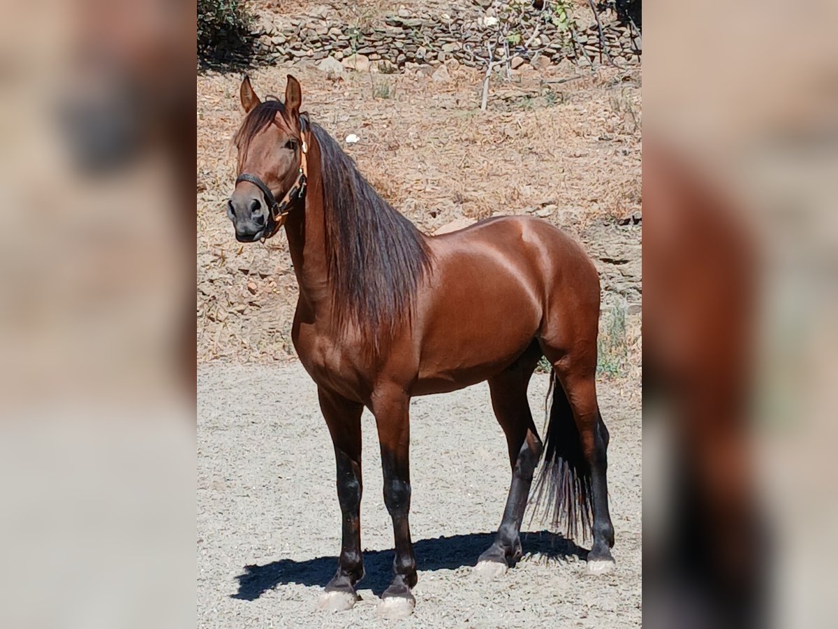 Warlander Gelding 5 years 16 hh Brown in Mijas