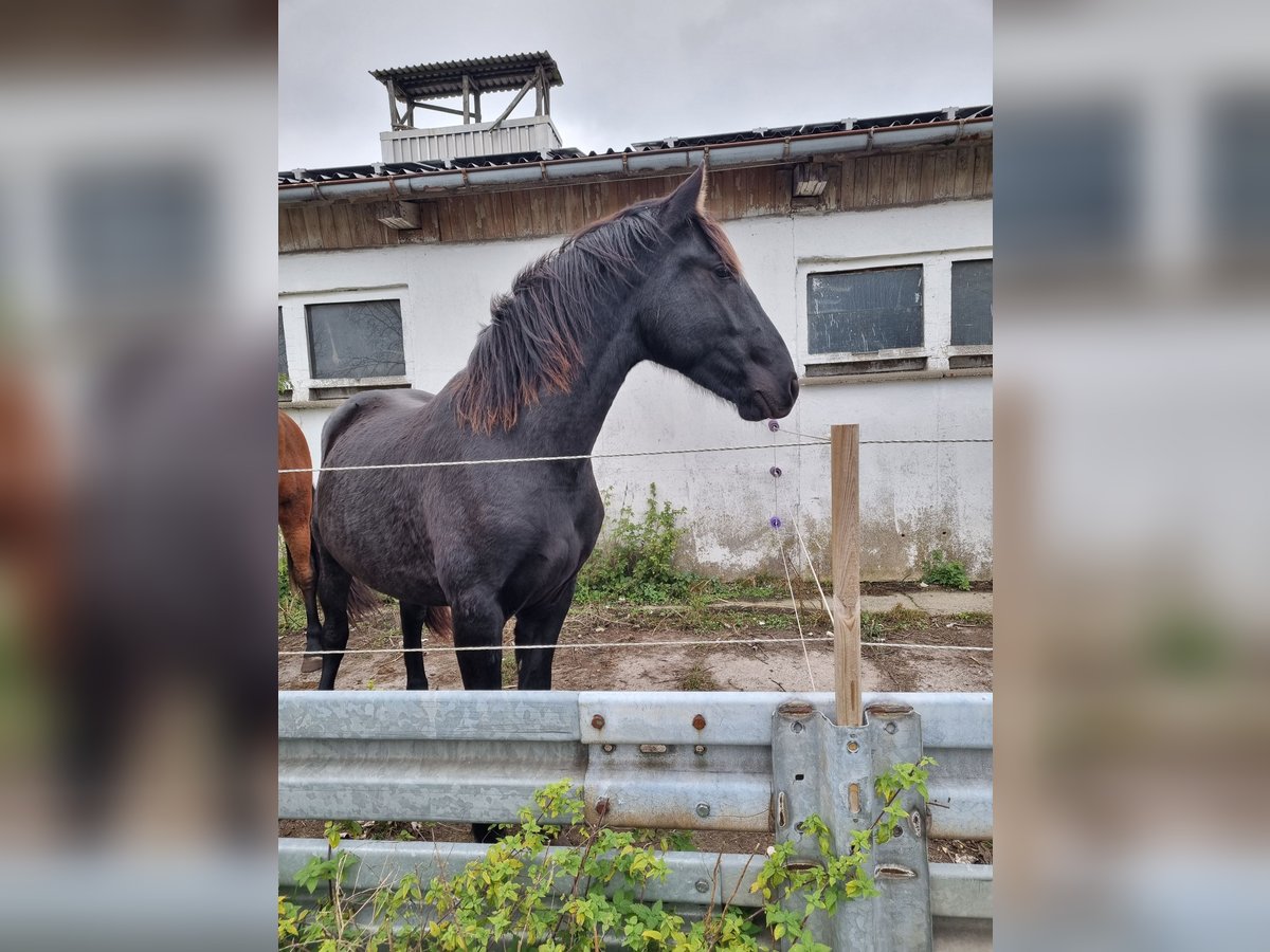 Warlander Hengst 1 Jaar 162 cm Zwart in Leopoldshagen