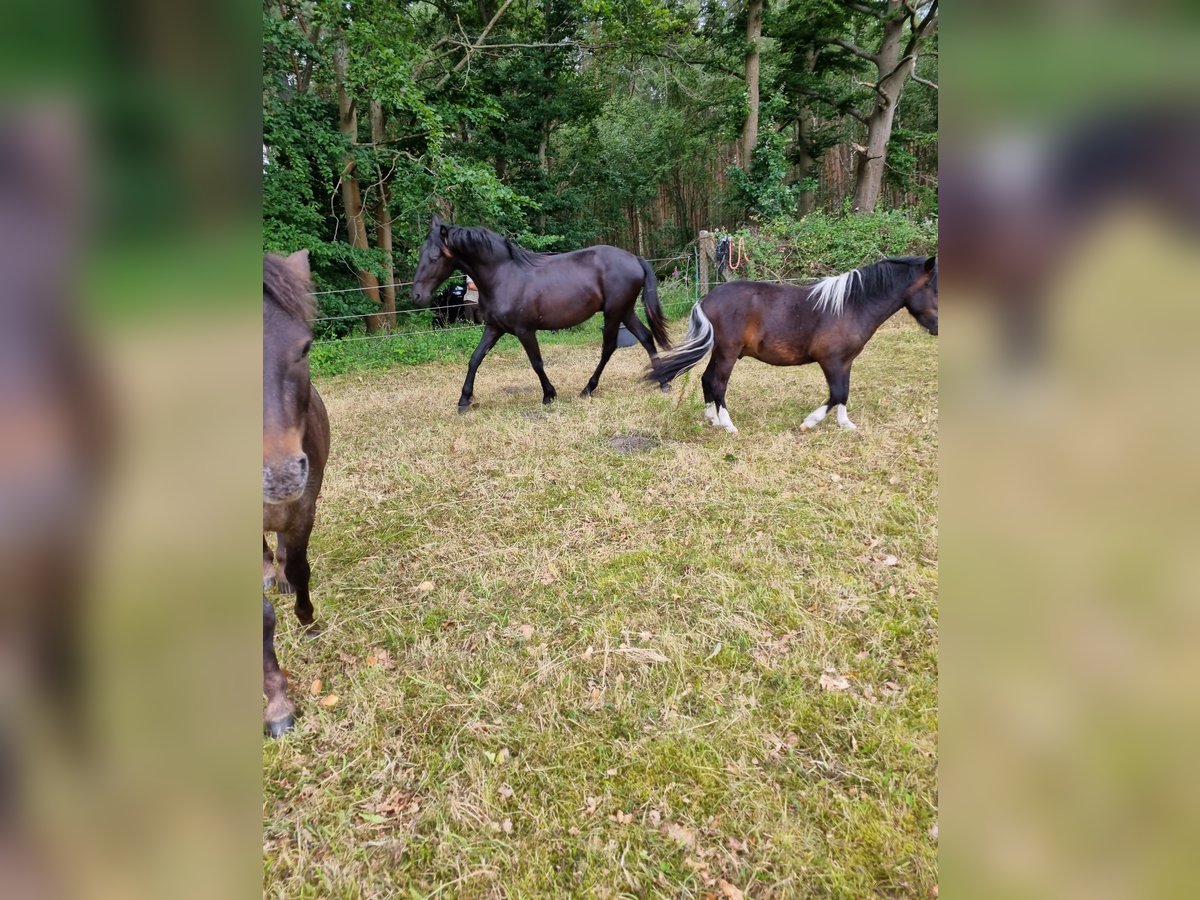 Warlander Hengst 1 Jahr 163 cm Rappe in Ueckermünde