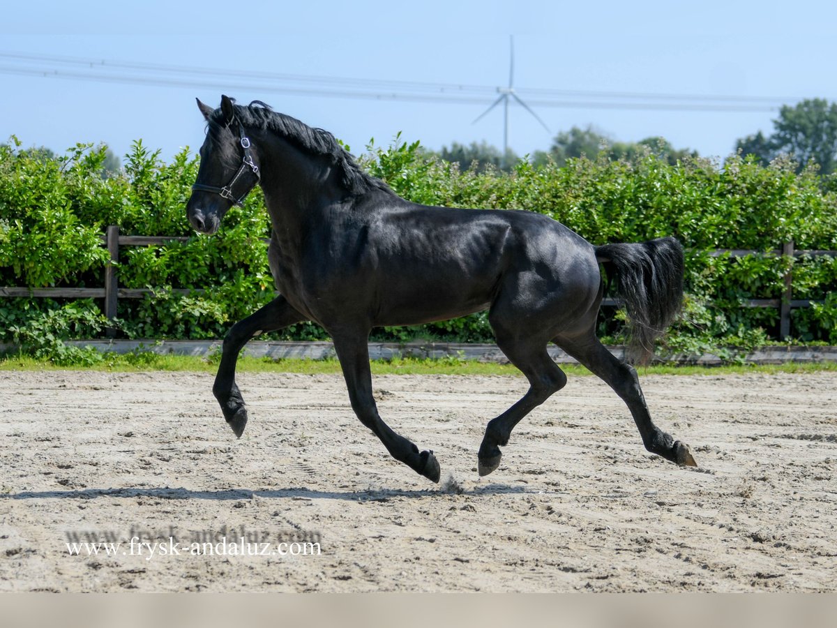 Warlander Hengst 3 Jahre 176 cm Rappe in Mijnsheerenland