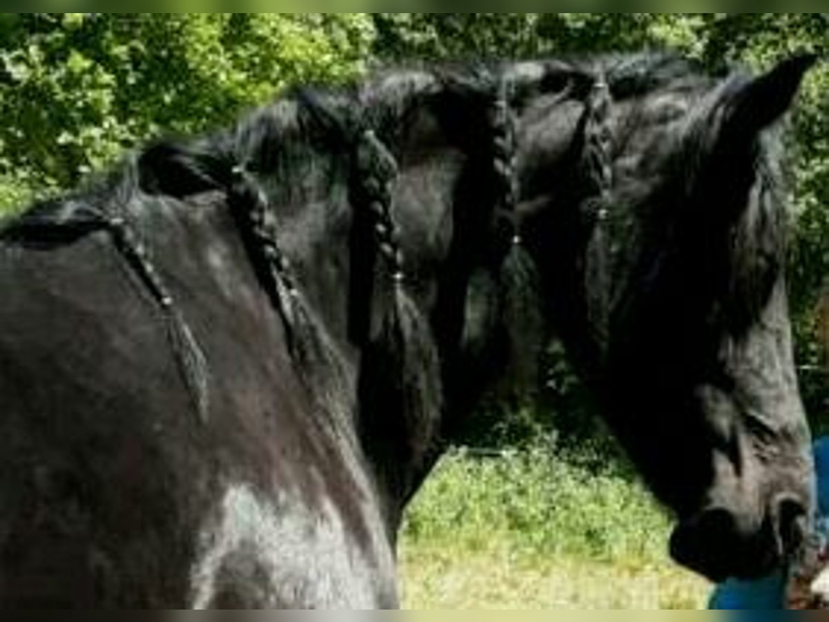 Warlander Hengst 9 Jaar 168 cm Zwart in Beilstein