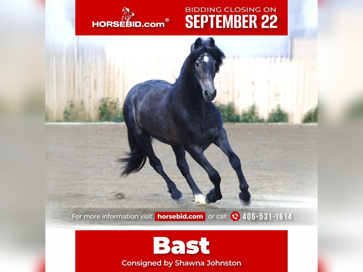 Warlander Hongre 2 Ans 152 cm Gris in Stevensville