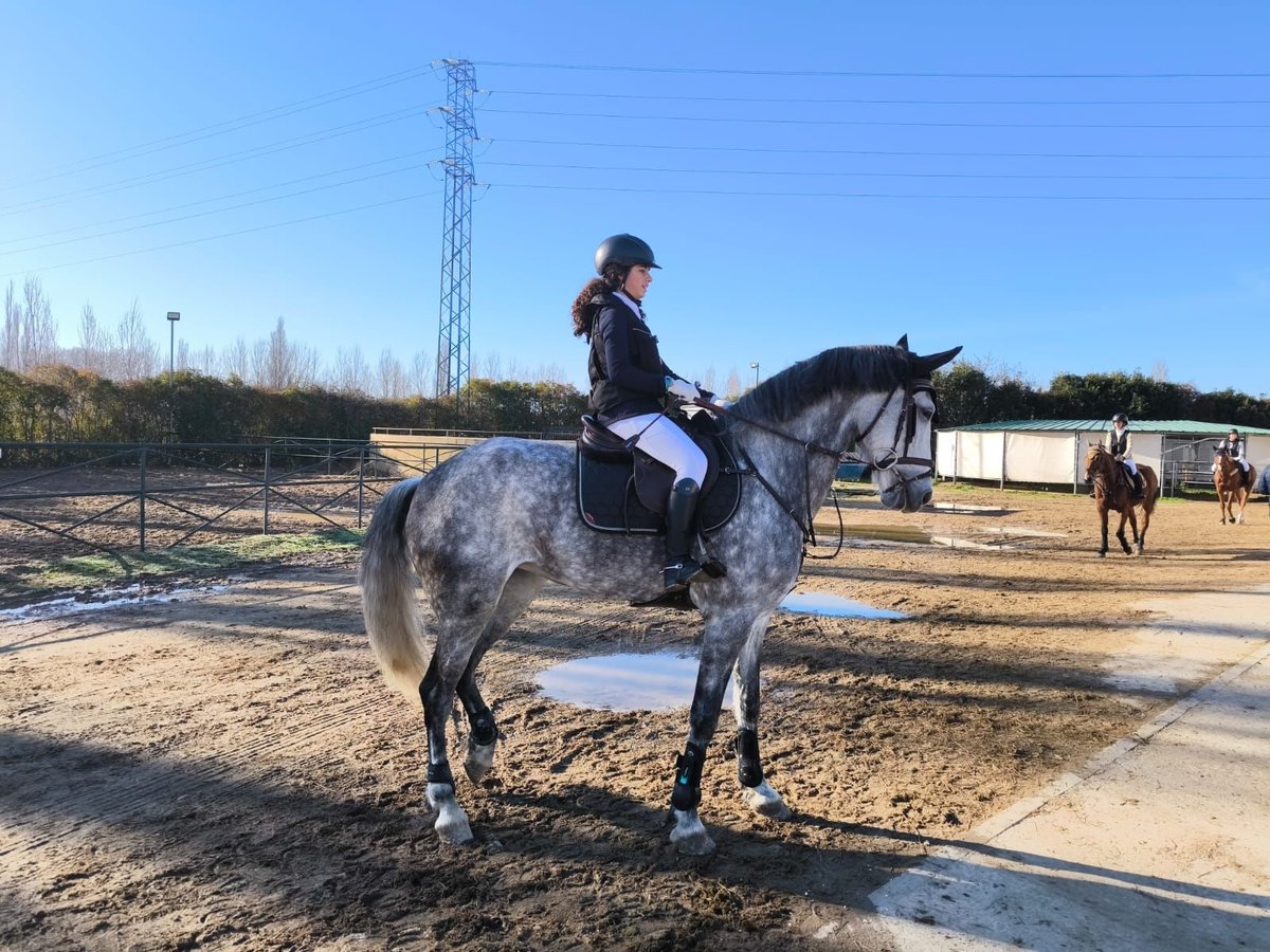 Warlander Jument 11 Ans 172 cm Gris in Logroño