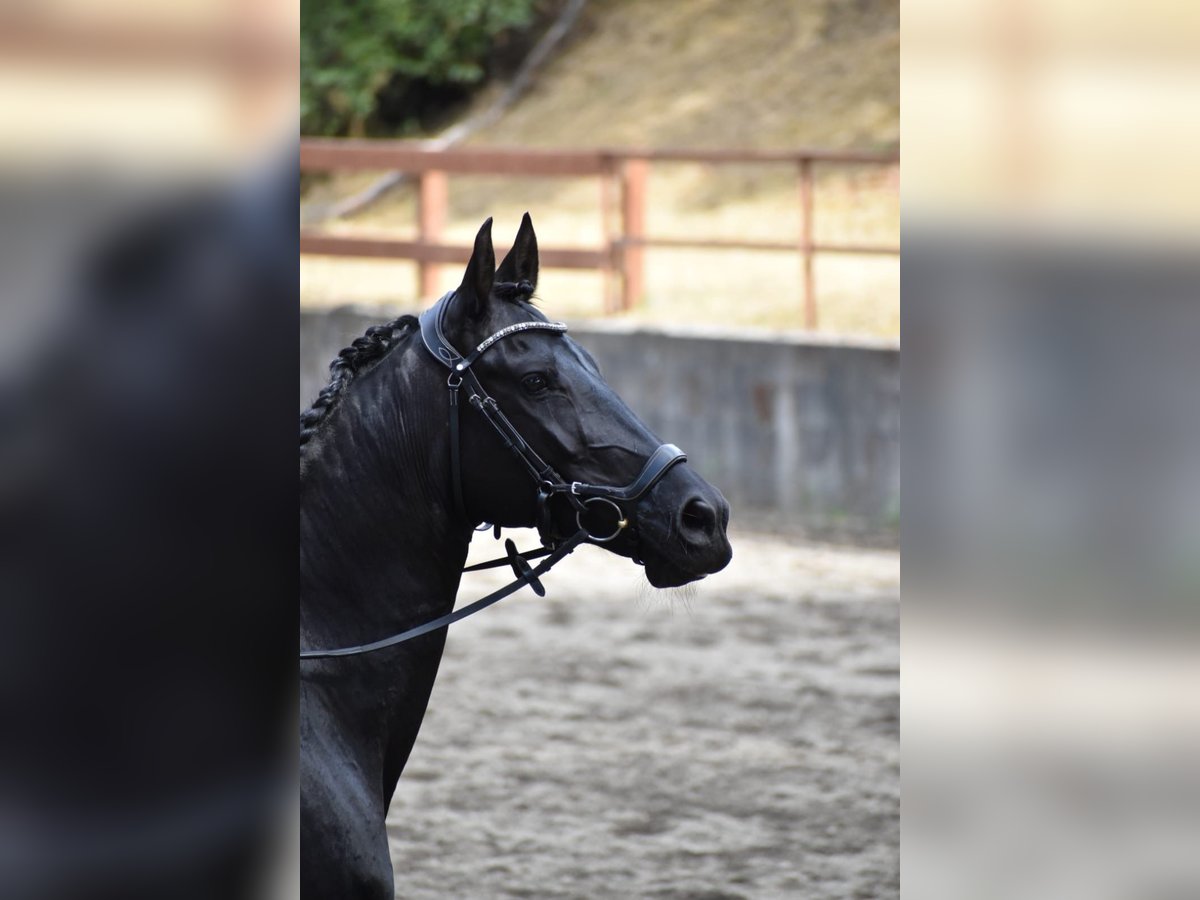 Warlander Merrie 11 Jaar 163 cm Zwart in Yelm, WA