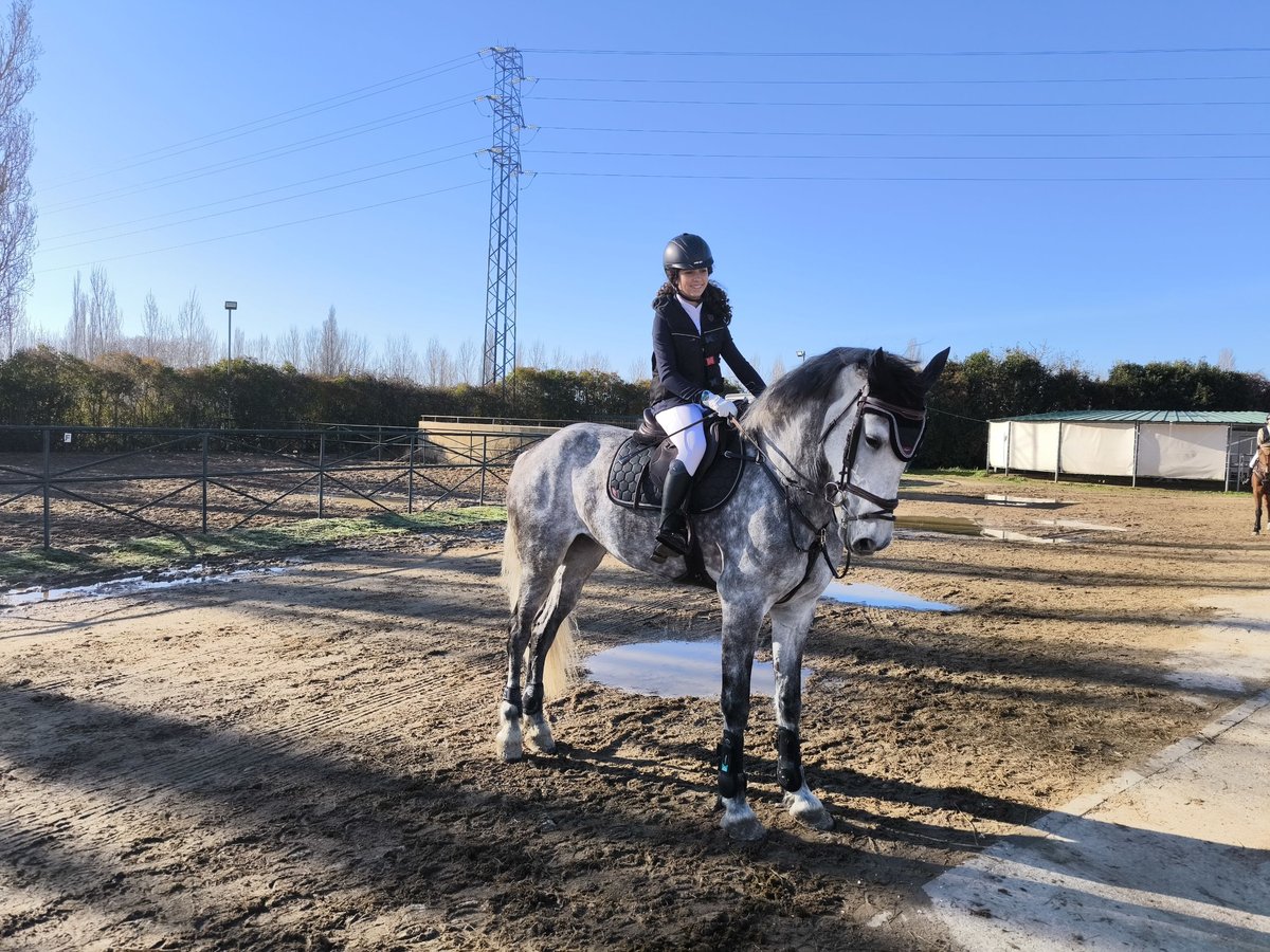 Warlander Merrie 12 Jaar 172 cm Schimmel in Logroño