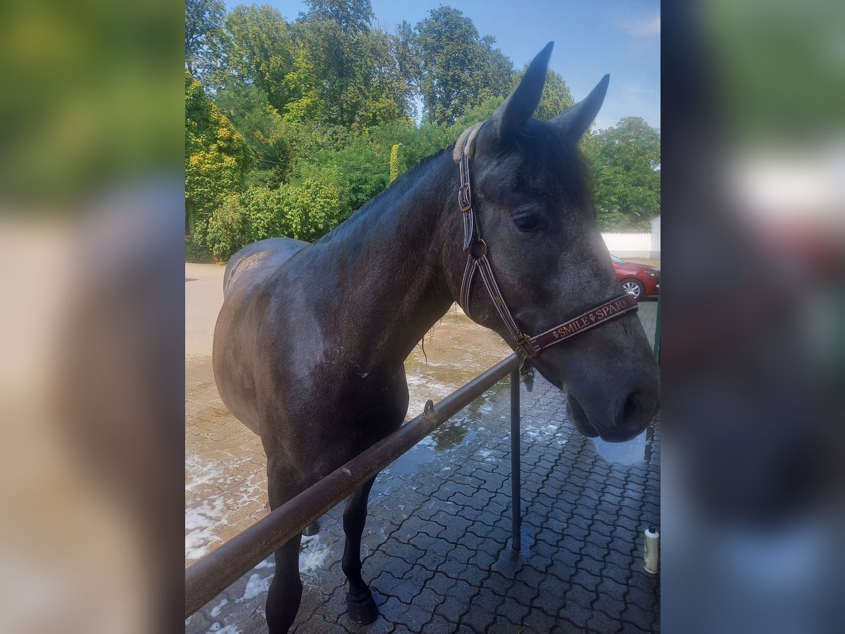 Warlander Merrie 2 Jaar 165 cm Blauwschimmel in Essingen