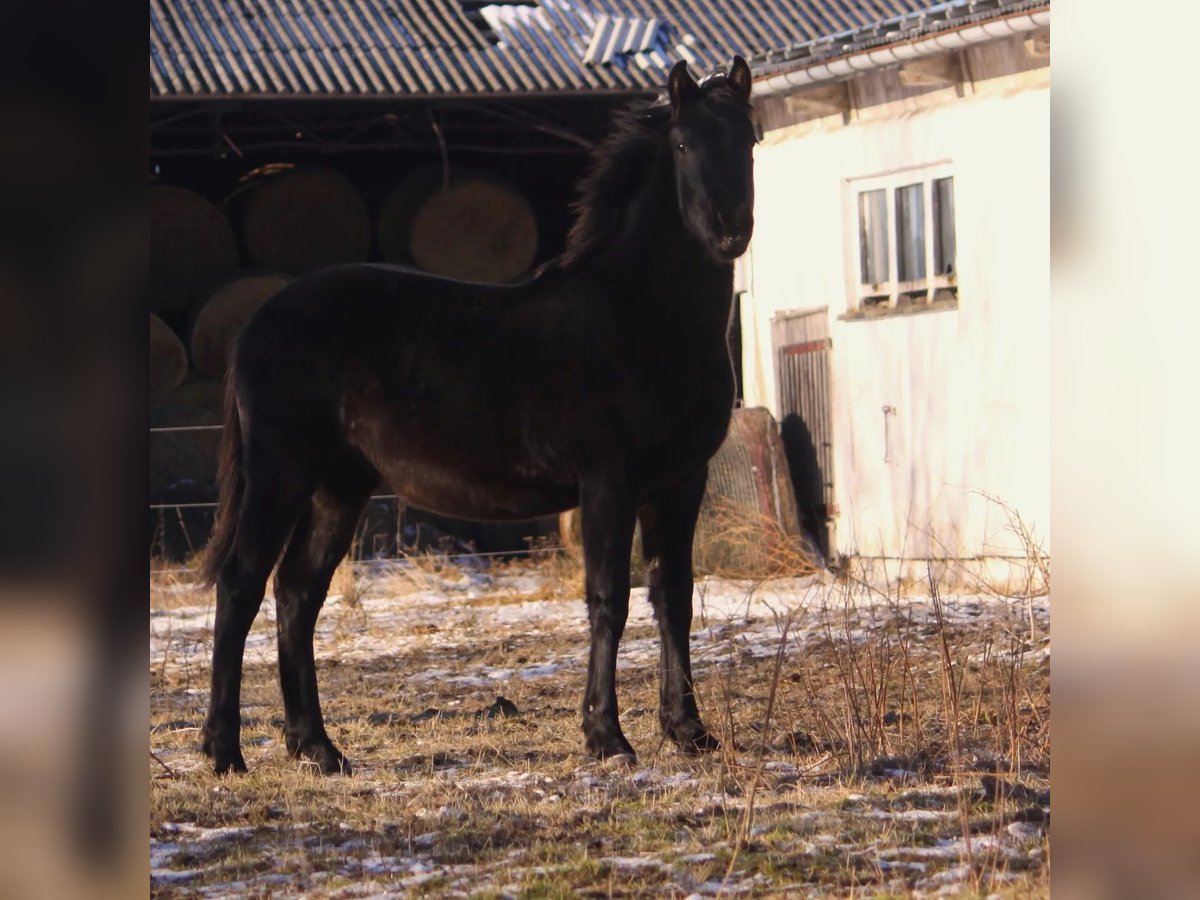 Warlander Stallion 1 year Black in Grambin