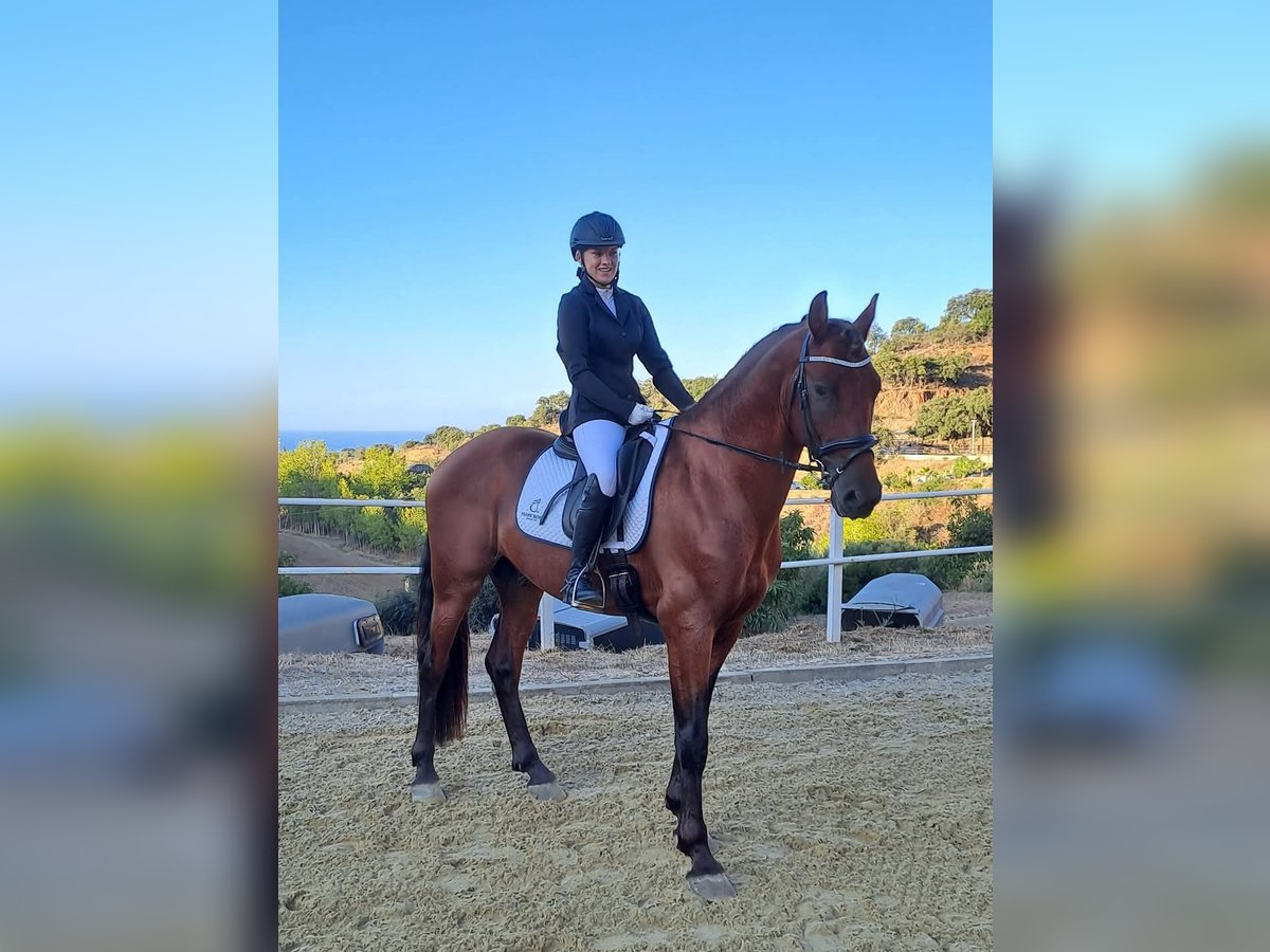 Warlander Stallion 5 years 15,3 hh Bay in Mijas Costa