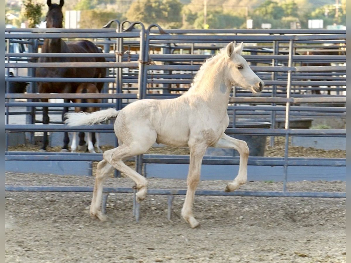 Warlander Stallion Foal (03/2024) 16 hh Palomino in Los Olivos