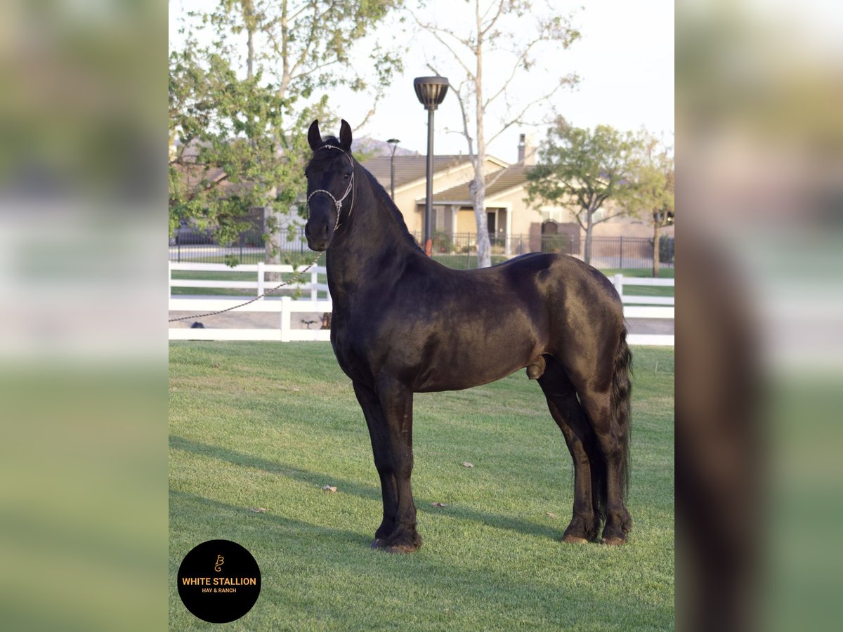 Warlander Stallone 4 Anni 163 cm Morello in Corona, CA