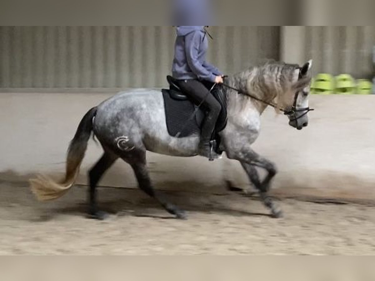 Warlander Stute 5 Jahre 165 cm Rappschimmel in W&#xFC;rzburg