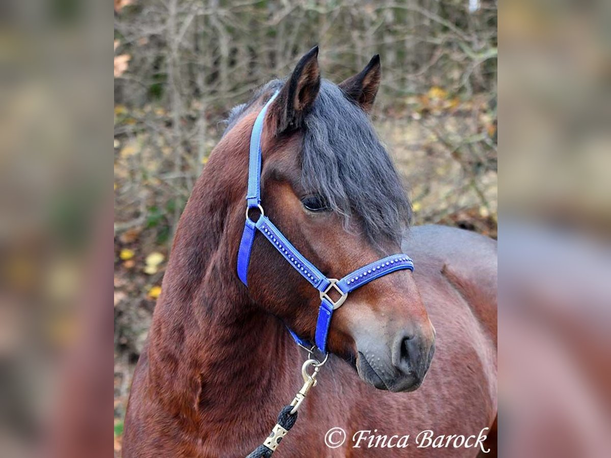 Warlander Mix Wallach 3 Jahre 160 cm Schwarzbrauner in Wiebelsheim