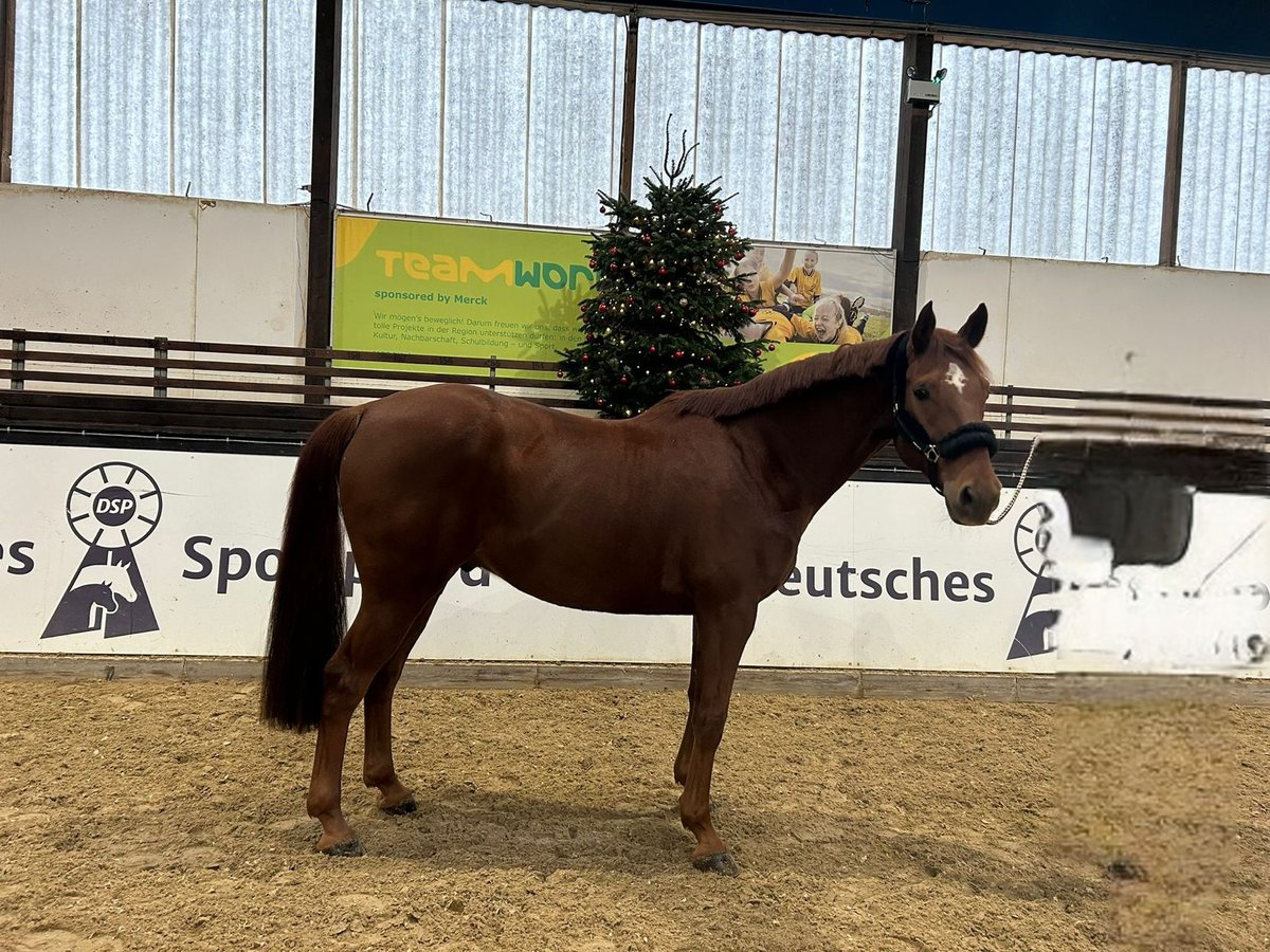 Warmblood austríaco Caballo castrado 10 años 170 cm Alazán in Darmstadt