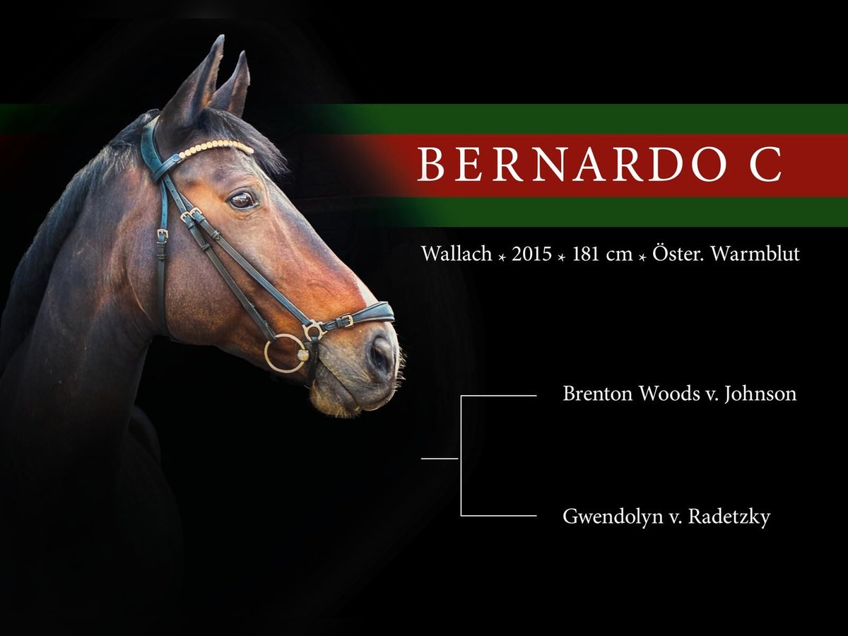 Warmblood austríaco Caballo castrado 10 años 181 cm Castaño in Wien