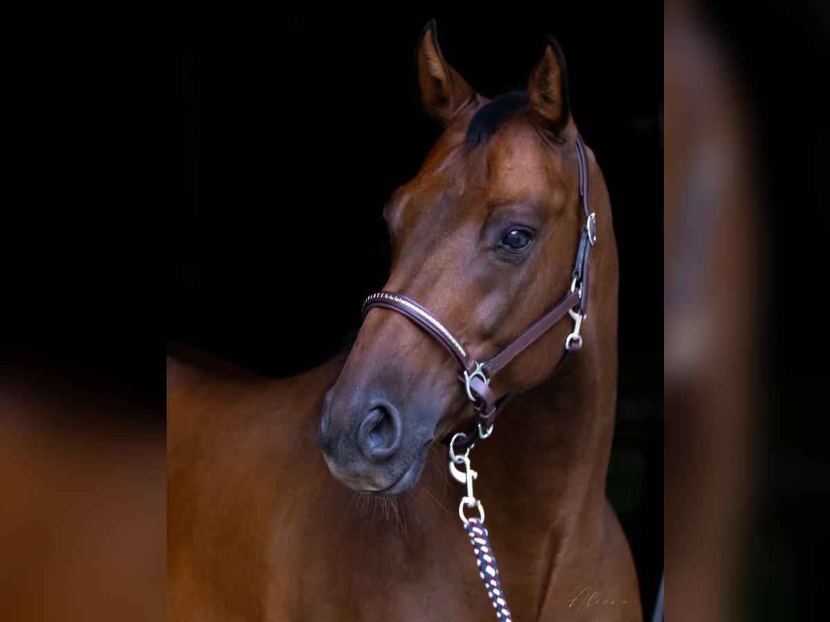 Warmblood austríaco Caballo castrado 11 años 164 cm Castaño in Dielsdorf