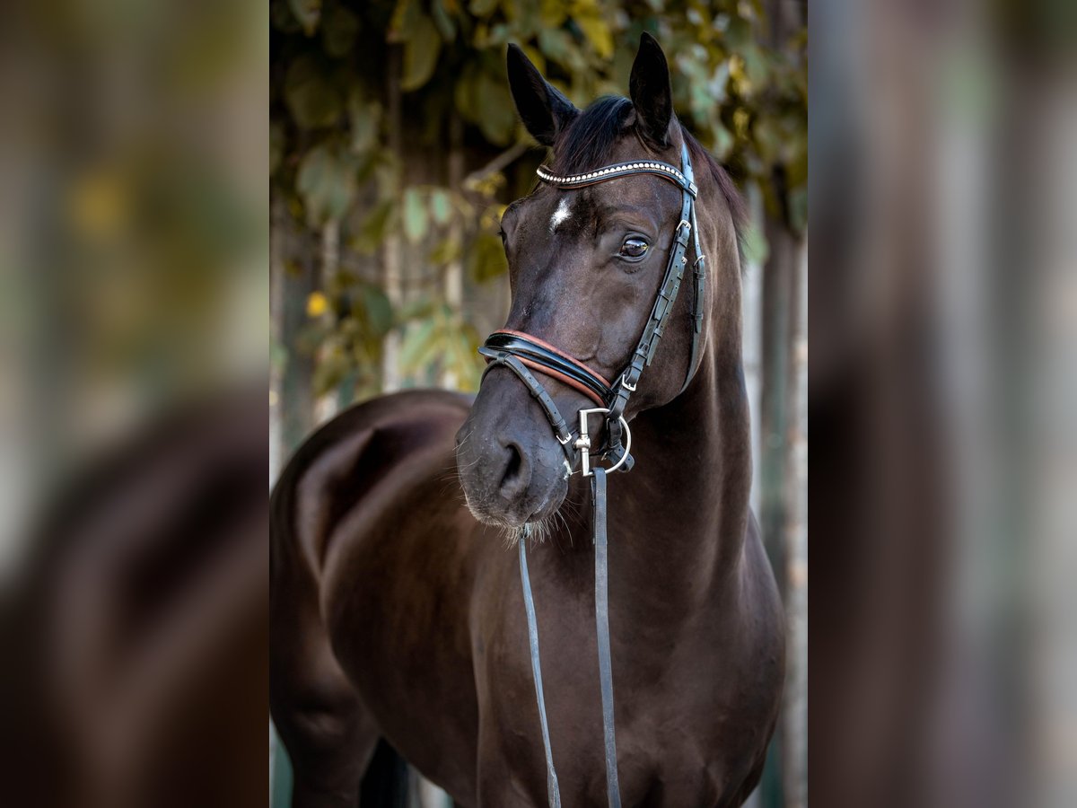 Warmblood austríaco Caballo castrado 11 años 170 cm Negro in Allhartsberg