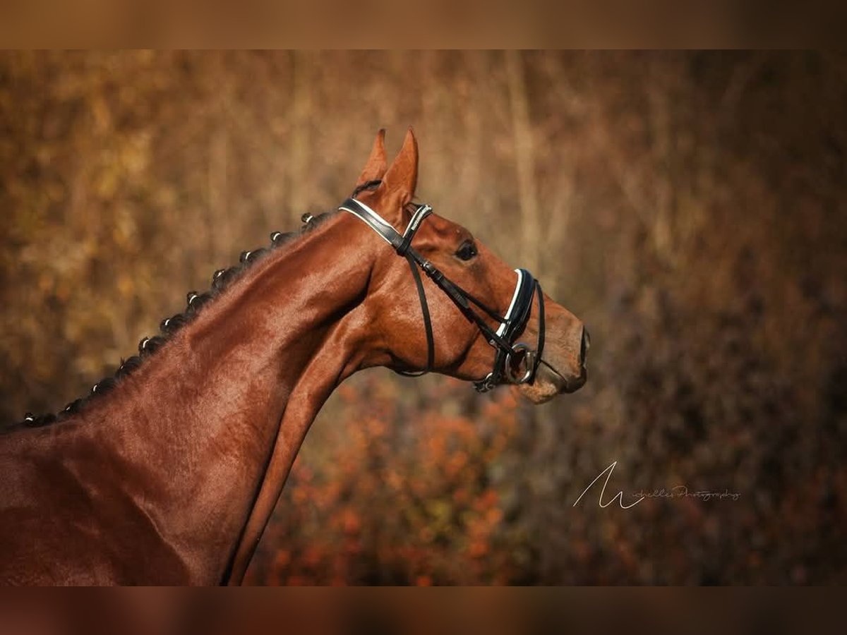 Warmblood austríaco Caballo castrado 11 años 173 cm Castaño in Fürstenfeld