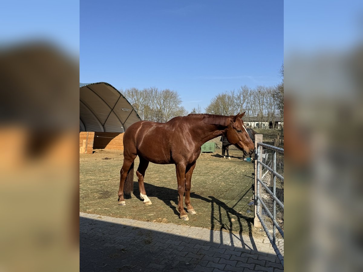 Warmblood austríaco Caballo castrado 11 años 174 cm Alazán in Prichsenstadt Warmblood austríaco Caballo castrado 11 años 174 cm Alazán in Prichsenstadt