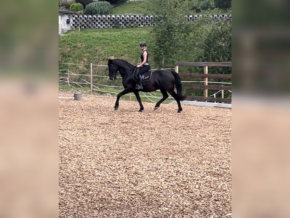 Warmblood austríaco Mestizo Caballo castrado 12 años 170 cm Negro in Köflach