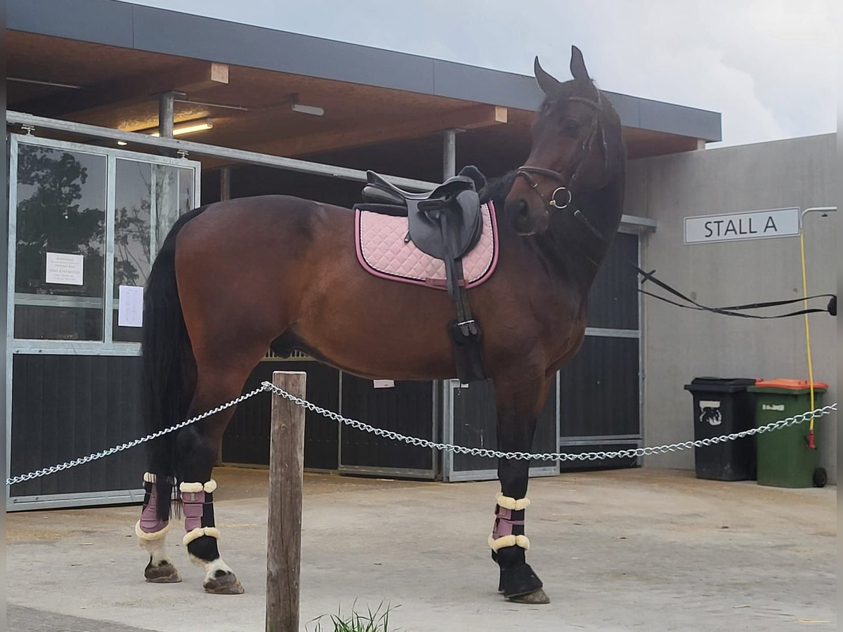 Warmblood austríaco Caballo castrado 12 años 178 cm Castaño in Gössendorf