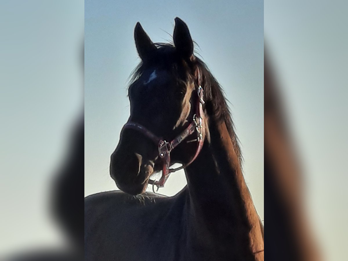 Warmblood austríaco Caballo castrado 13 años 168 cm Negro in Biberach an der Ri&#xDF; Bergerhausen