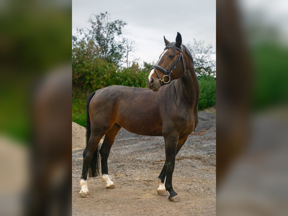 Warmblood austríaco Caballo castrado 14 años 165 cm Morcillo in Altenfelden Warmblood austríaco Caballo castrado 14 años 165 cm Morcillo in Altenfelden