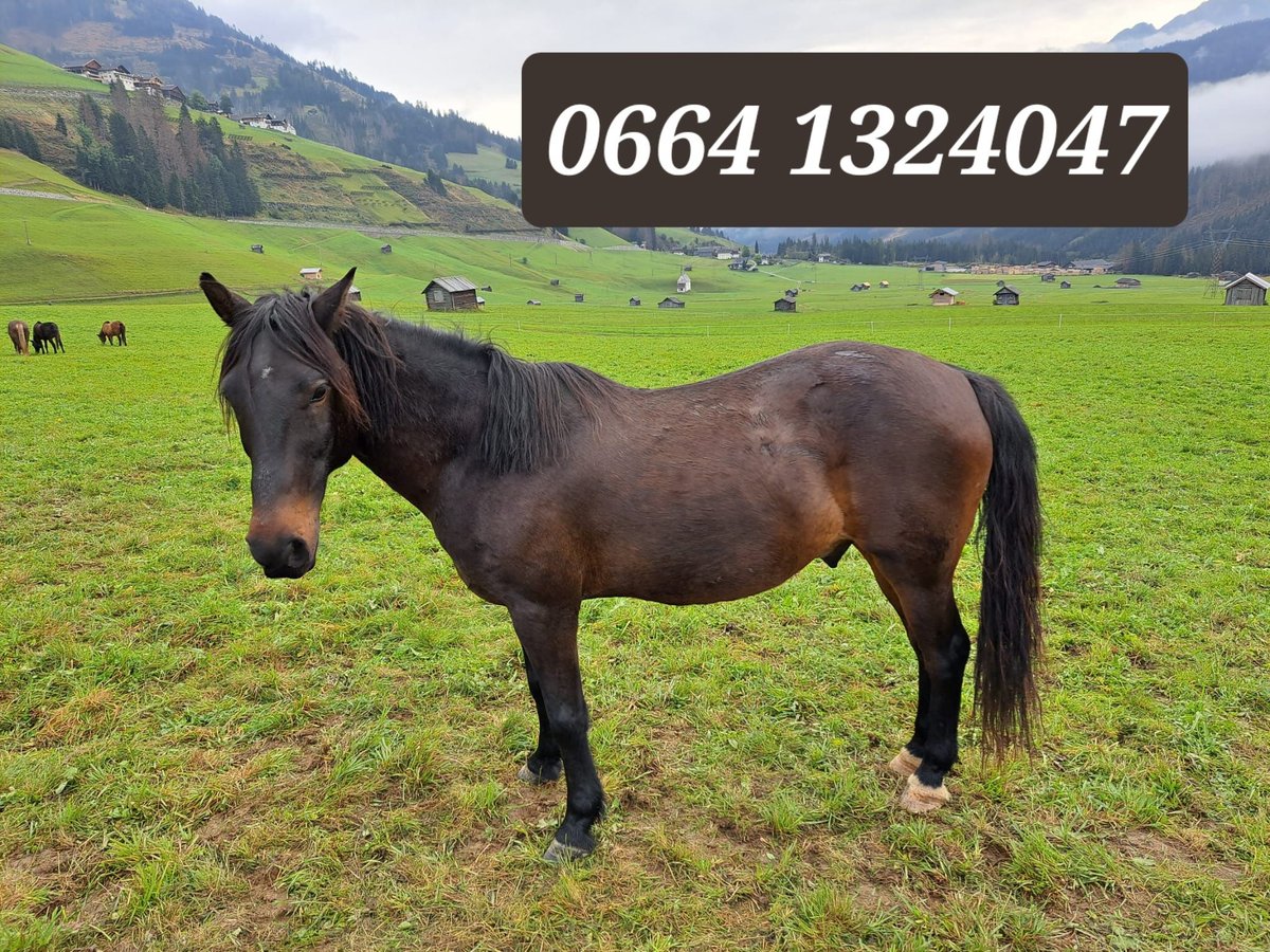 Warmblood austríaco Caballo castrado 15 años 145 cm in Obertilliach