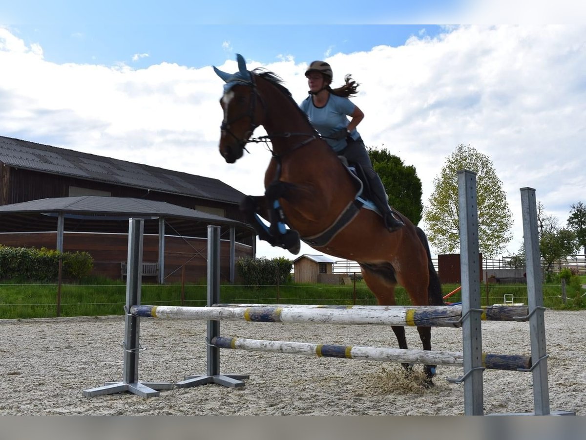 Warmblood austríaco Caballo castrado 15 años 166 cm Castaño in Gampern