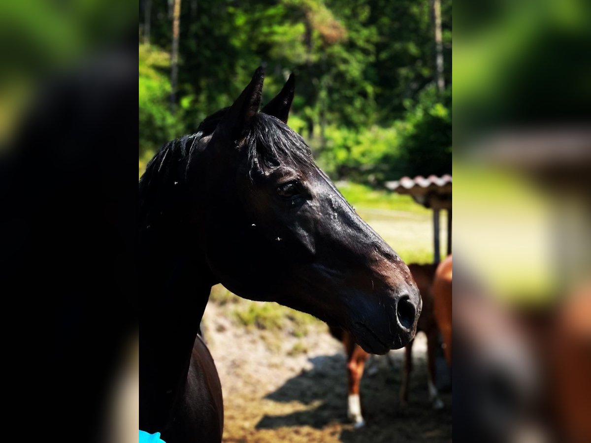 Warmblood austríaco Caballo castrado 15 años 167 cm Negro in Stadl-Paura