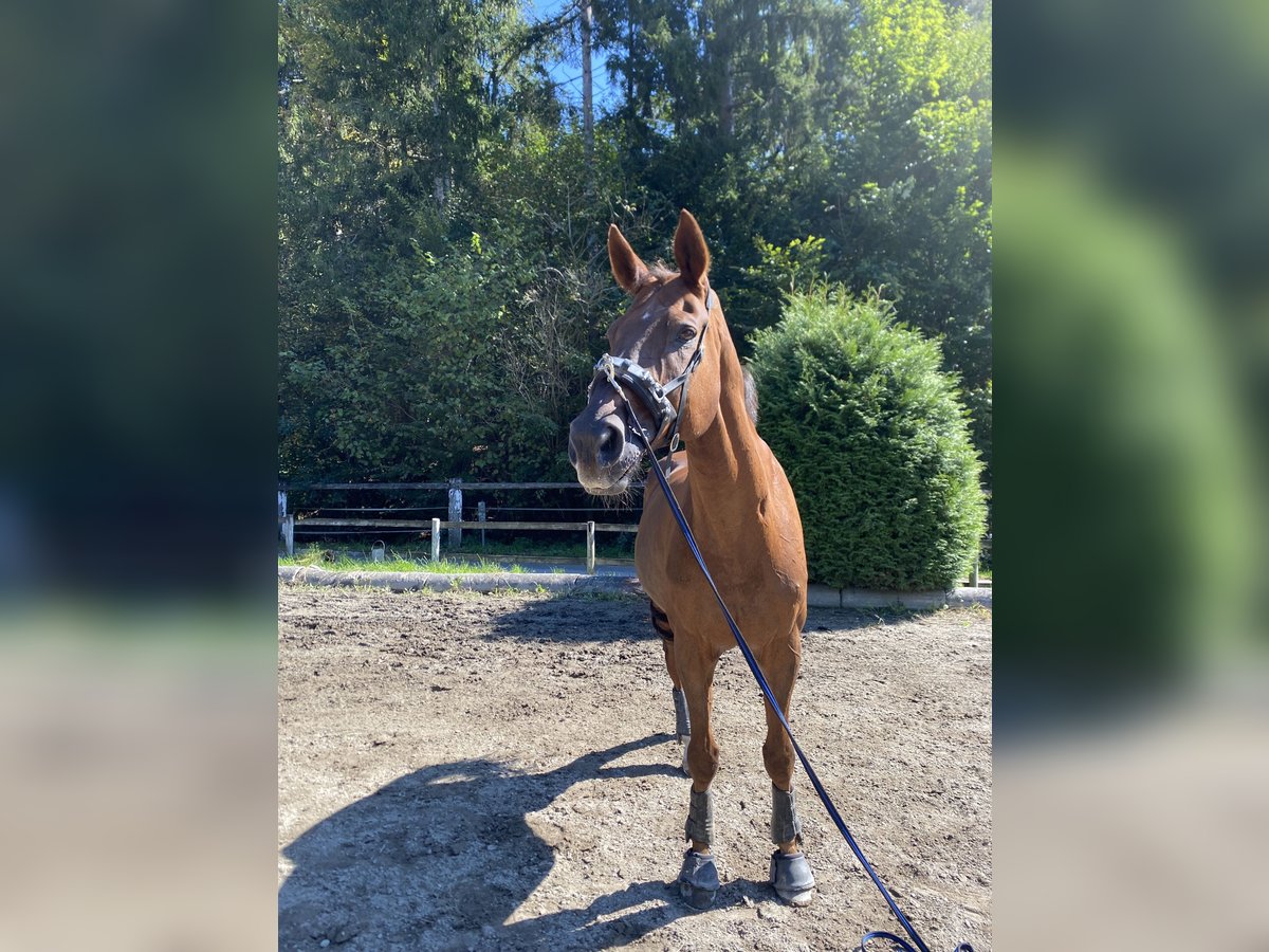 Warmblood austríaco Caballo castrado 16 años 180 cm Alazán-tostado in Klagenfurt