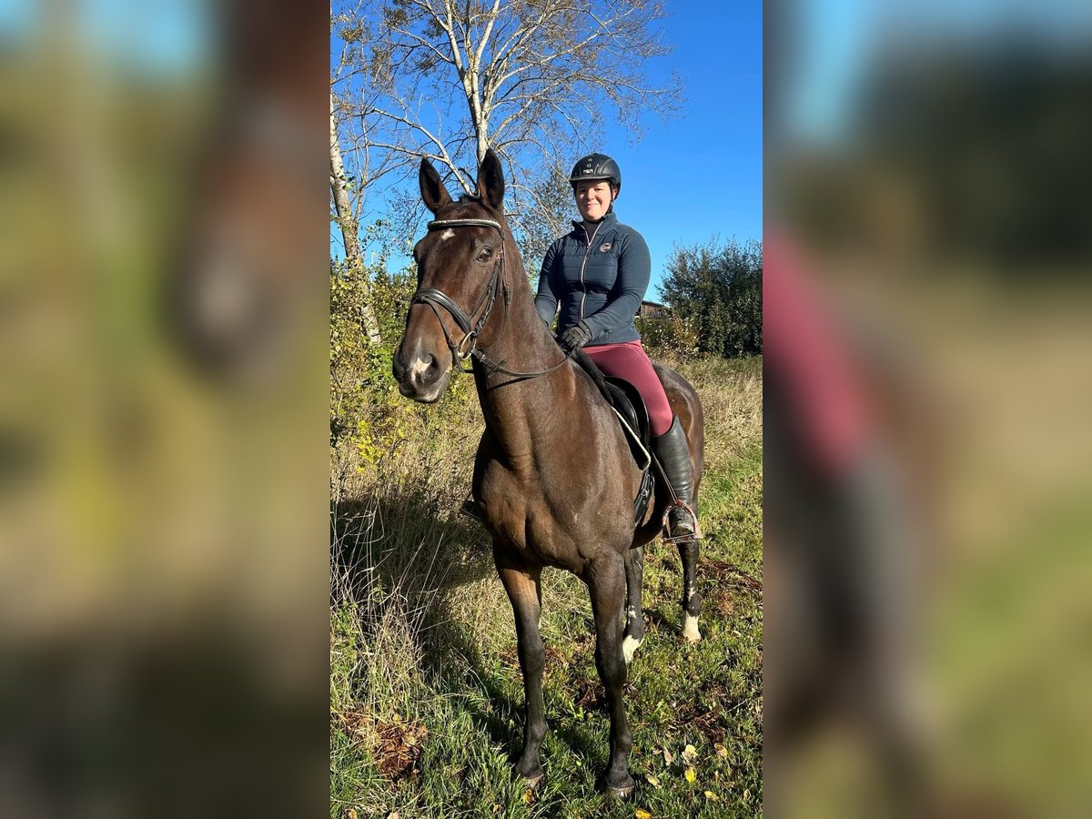 Warmblood austríaco Caballo castrado 17 años 168 cm Castaño in Pelmberg