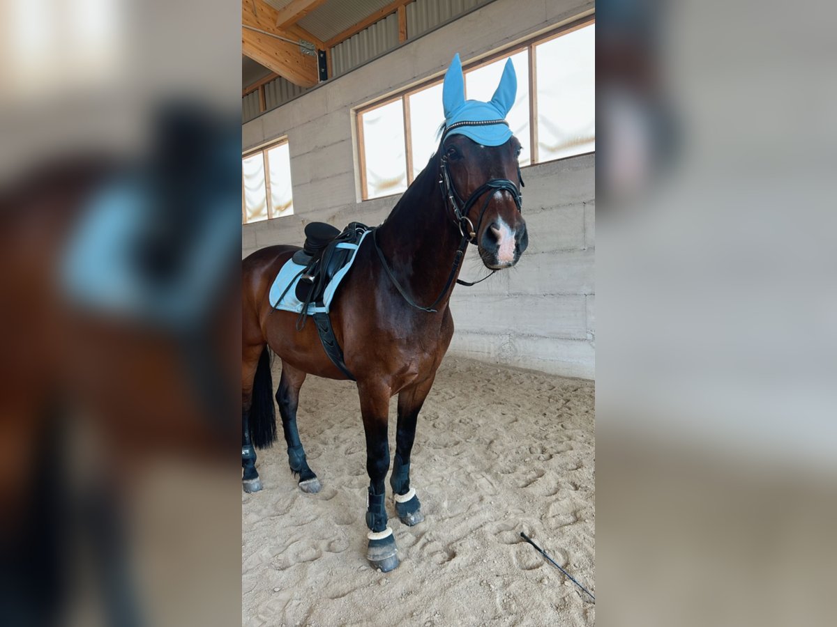 Warmblood austríaco Caballo castrado 19 años 165 cm Castaño oscuro in St.Valentin