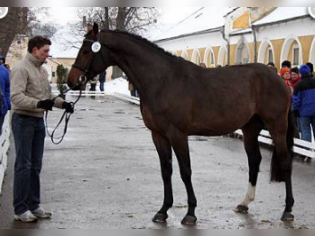 Warmblood austríaco Caballo castrado 19 años 168 cm Castaño oscuro in Stadl-Paura