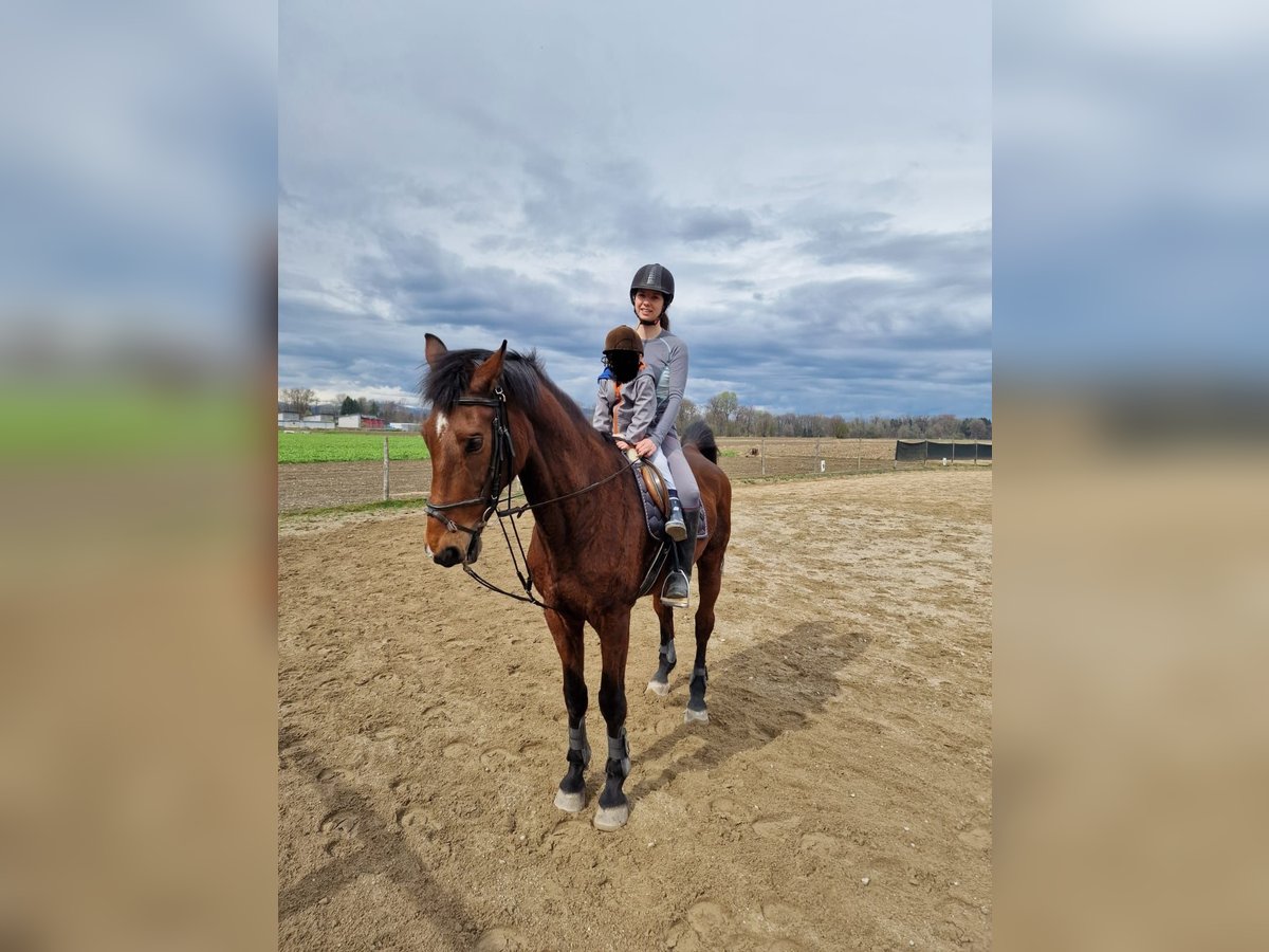 Warmblood austríaco Caballo castrado 19 años in Gabersdorf