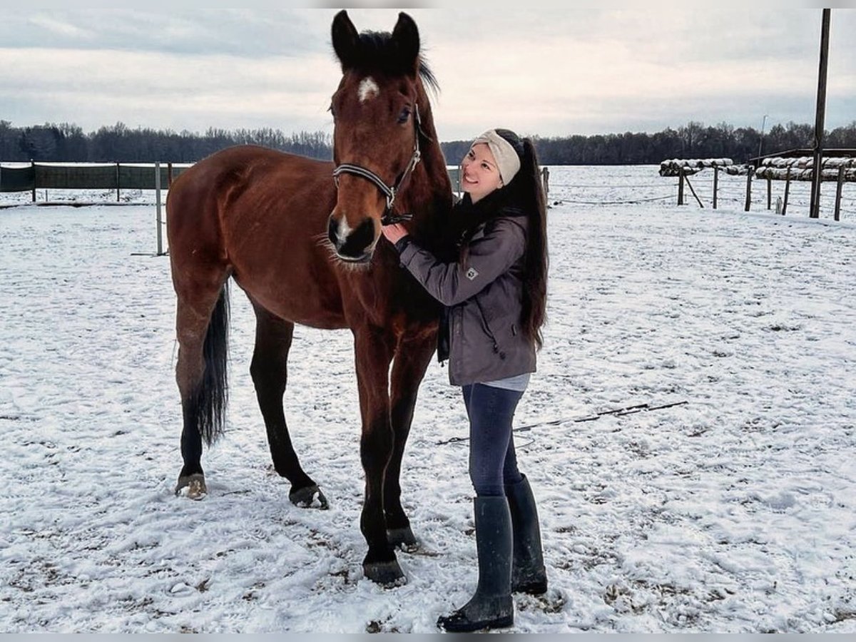 Warmblood austríaco Caballo castrado 19 años Castaño in Gabersdorf