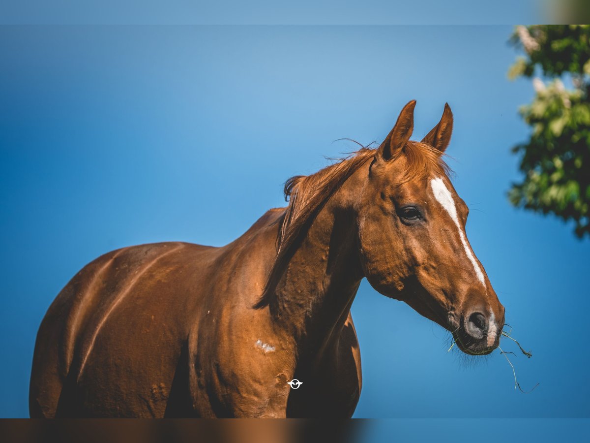 Warmblood austríaco Caballo castrado 21 años 160 cm Alazán in Welzheim