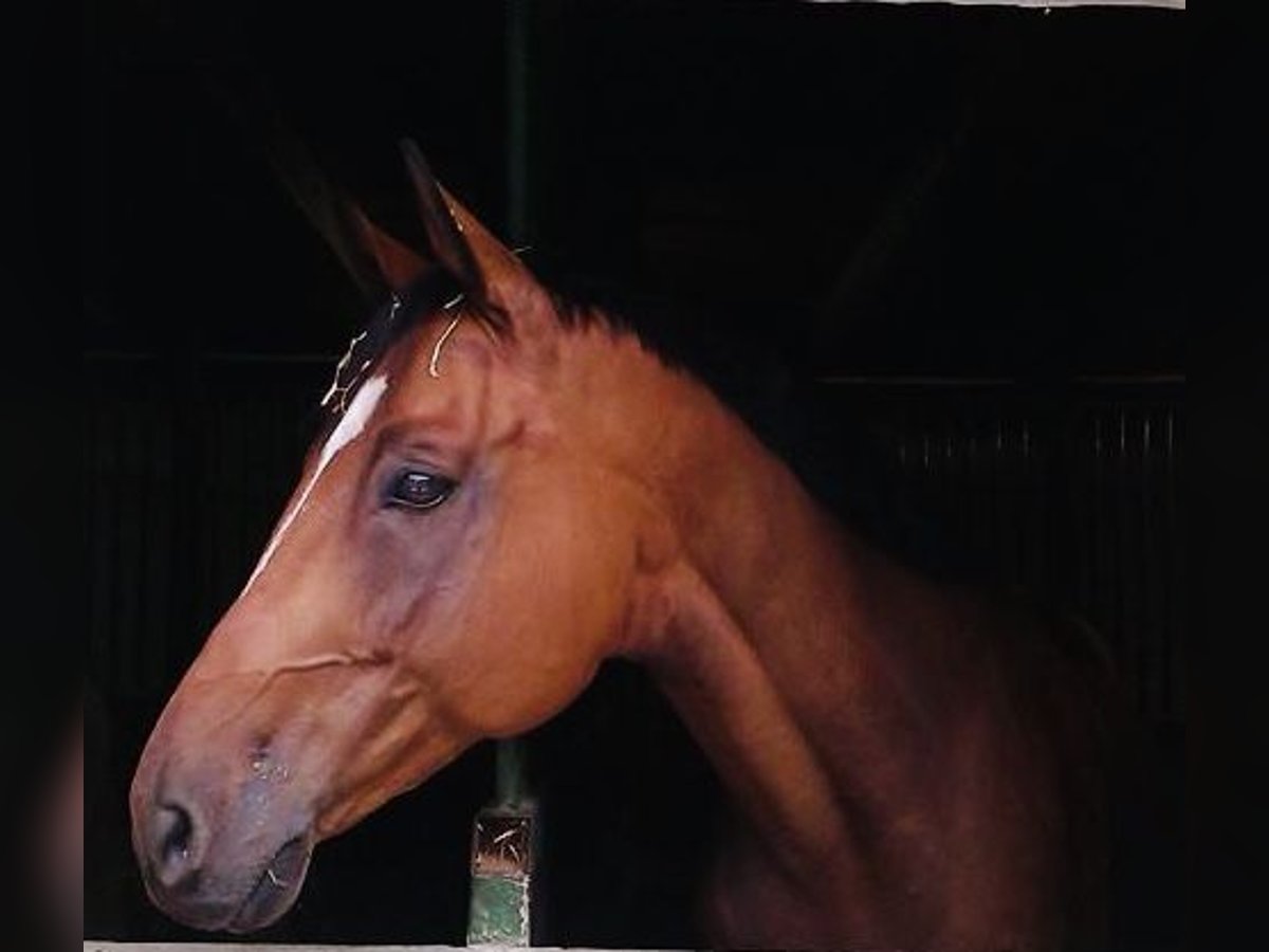 Warmblood austríaco Caballo castrado 21 años 172 cm in Buchbach