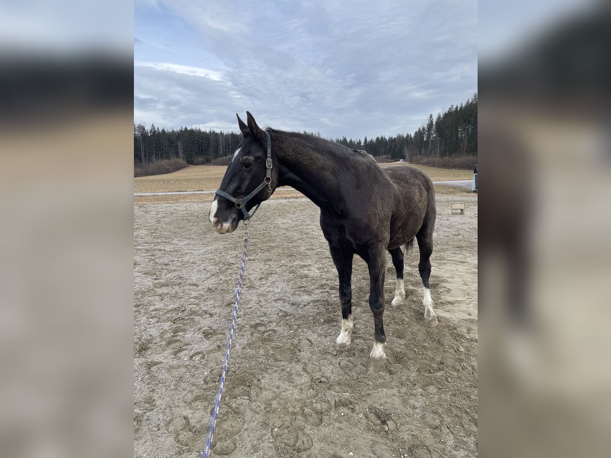 Warmblood austríaco Caballo castrado 22 años 178 cm Negro in Glödnitz