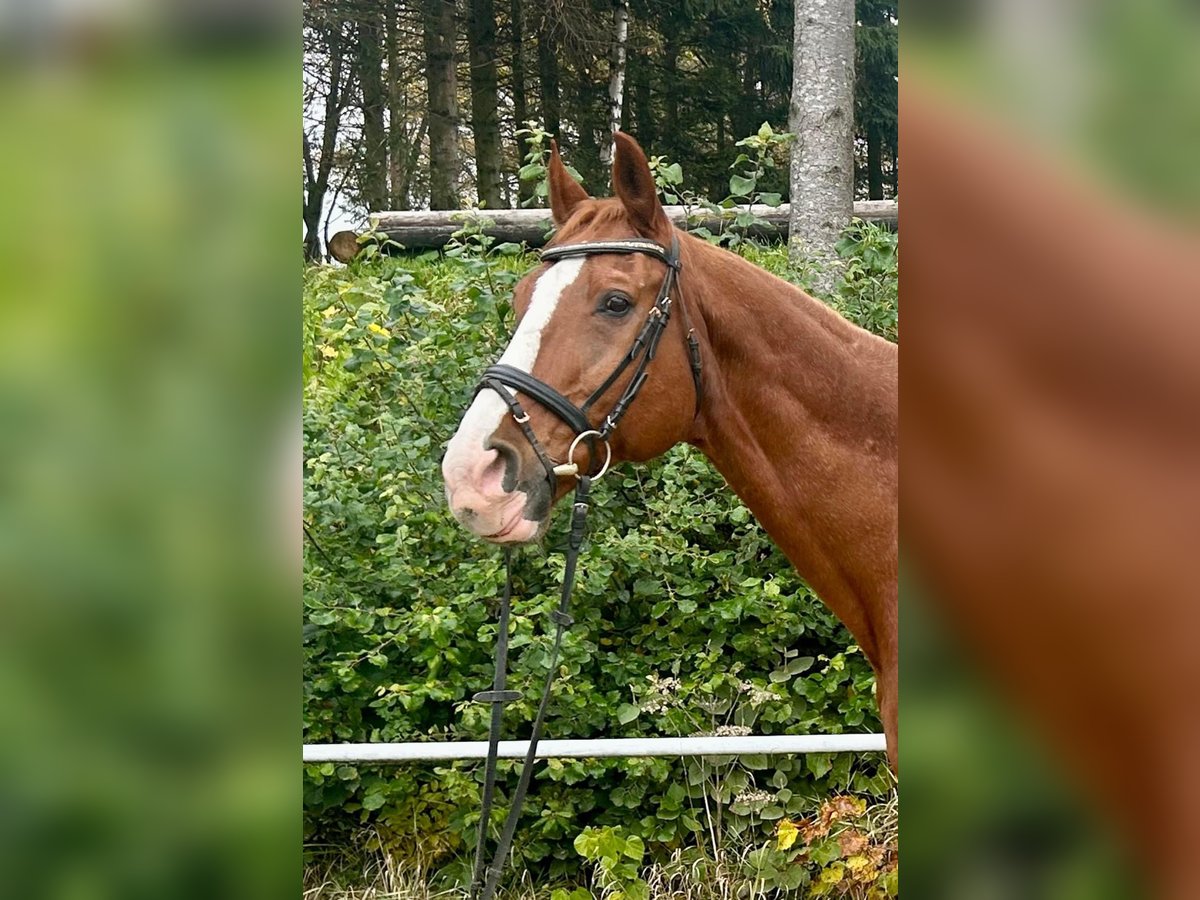 Warmblood austríaco Caballo castrado 23 años 175 cm Alazán in Pelmberg