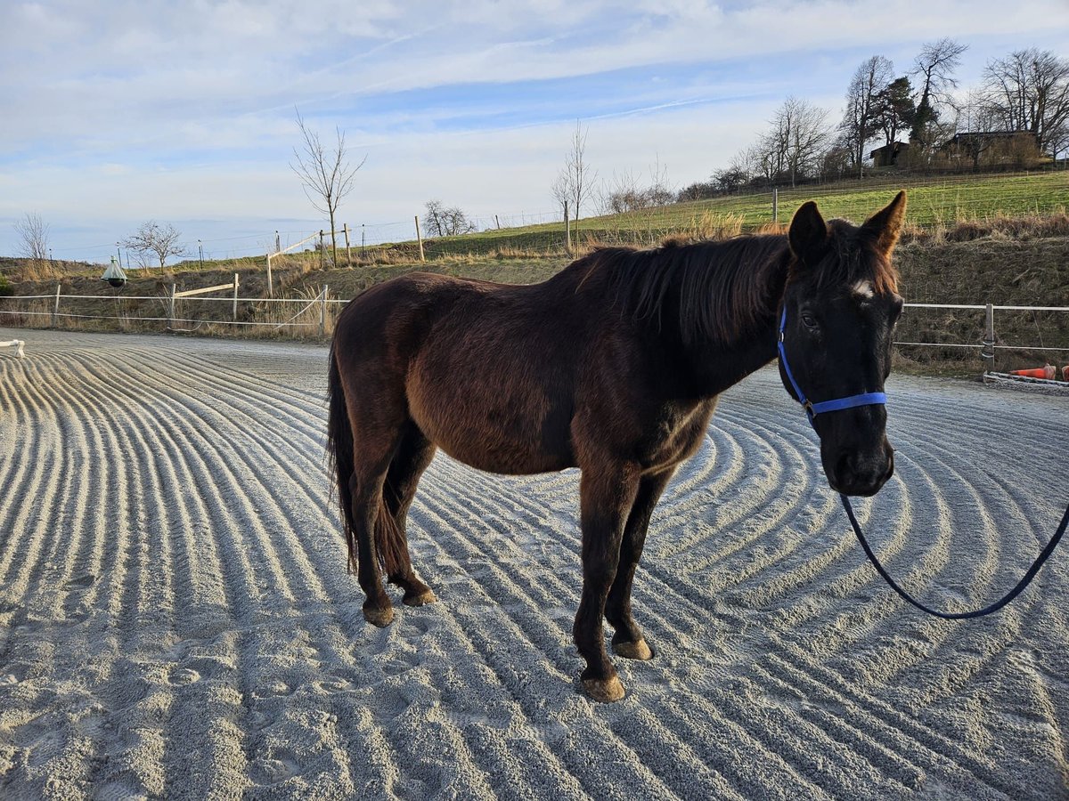 Warmblood austríaco Caballo castrado 26 años 170 cm Negro in Gföhl