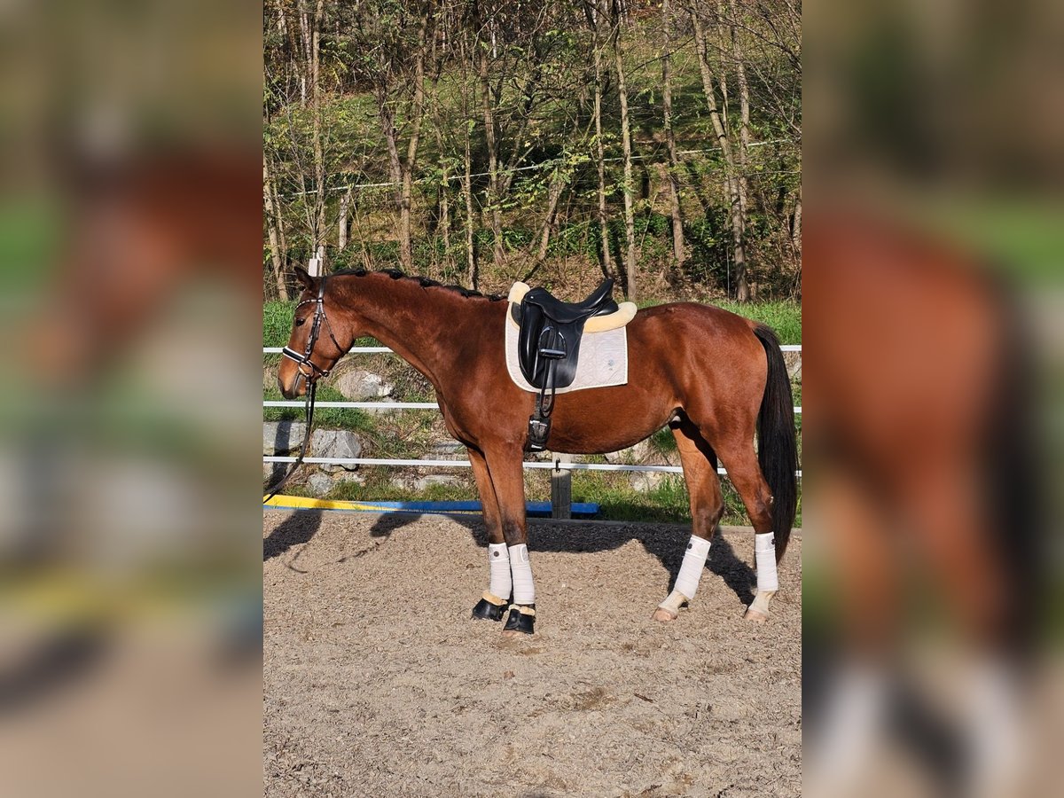 Warmblood austríaco Caballo castrado 2 años 171 cm Castaño in Minihof-Liebau