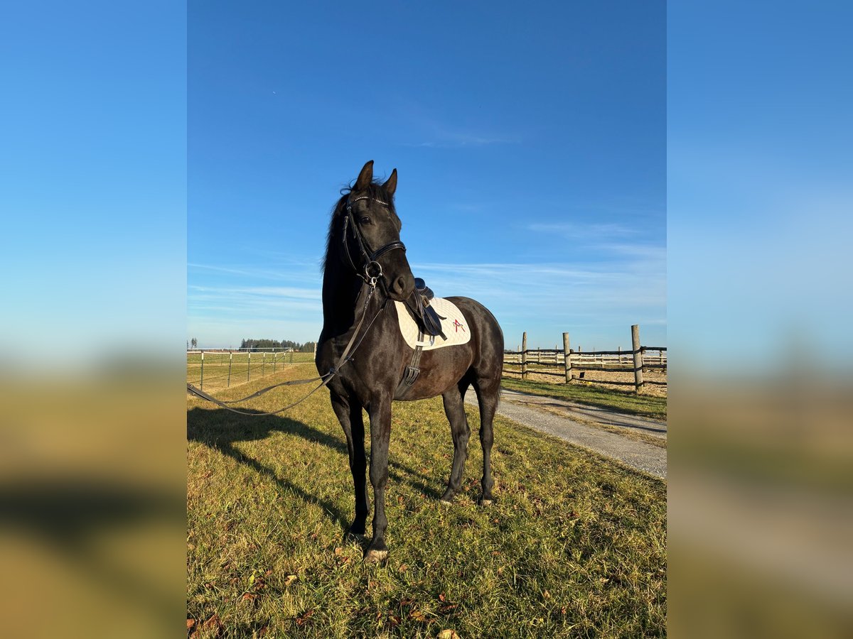 Warmblood austríaco Caballo castrado 3 años 163 cm in Sallingberg