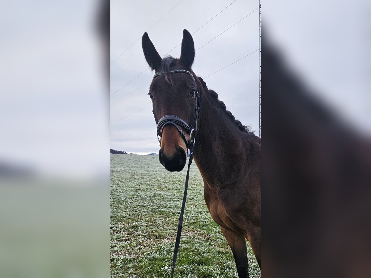 Warmblood austríaco Caballo castrado 3 años 168 cm Castaño in Steyr