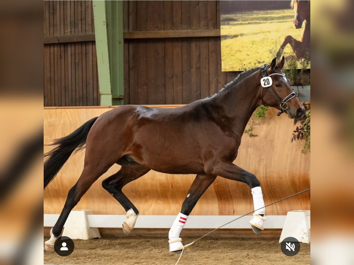 Warmblood austríaco Caballo castrado 3 años 170 cm Castaño in Petersdorf II