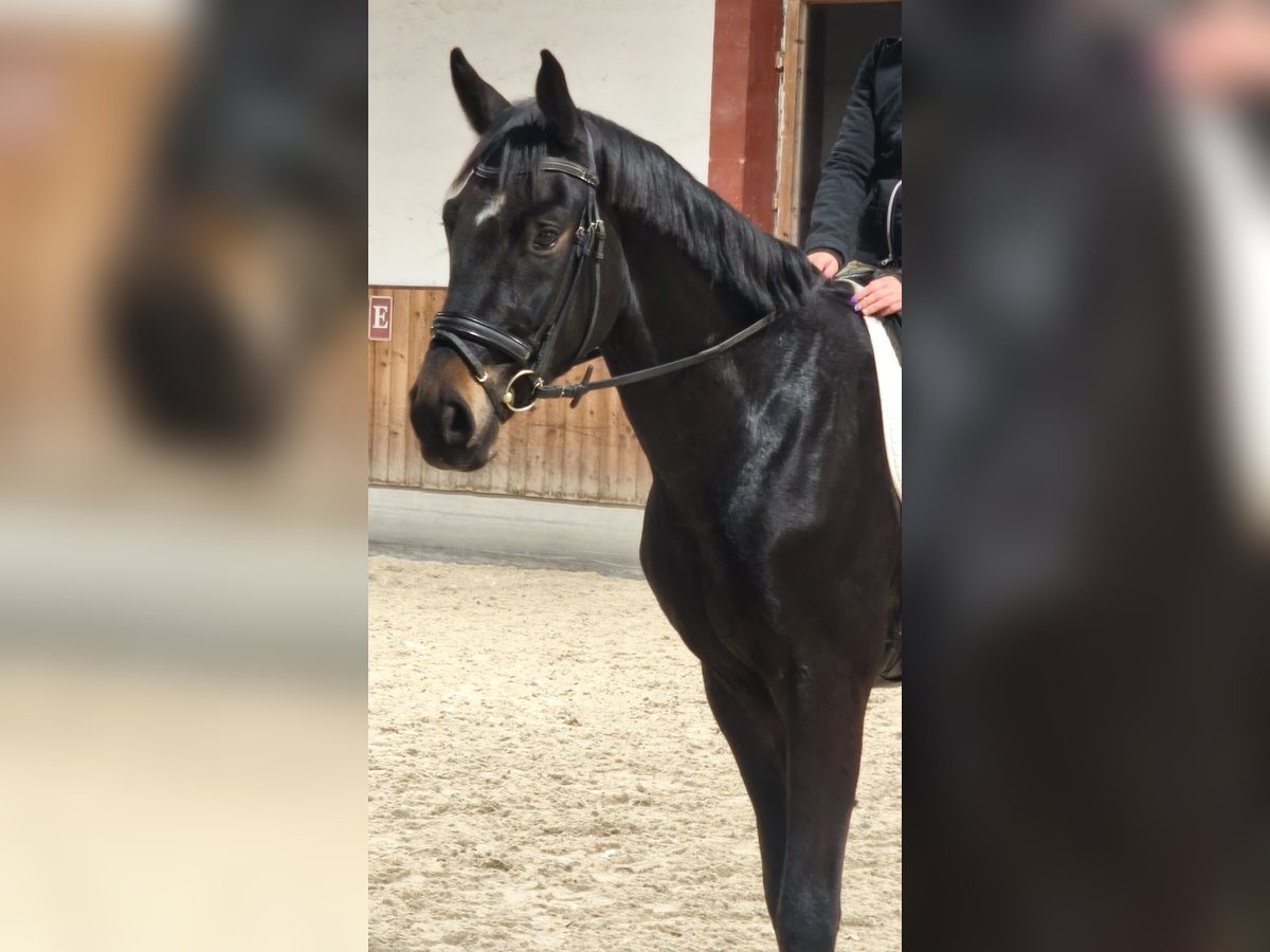 Warmblood austríaco Caballo castrado 3 años 170 cm Morcillo in Braunau