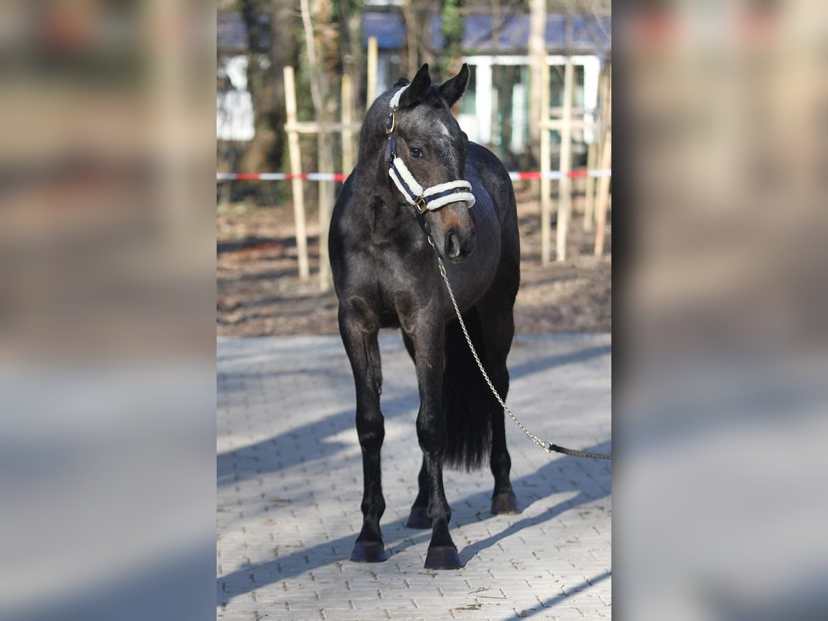Warmblood austríaco Caballo castrado 4 años 150 cm Tordo in Békésszentandrás