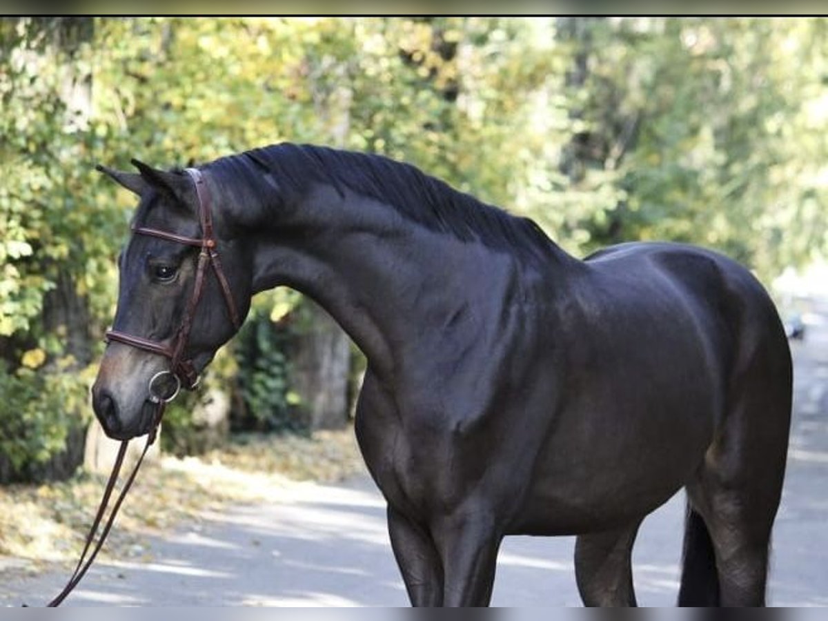 Warmblood austríaco Caballo castrado 4 años 165 cm Castaño oscuro in Antau