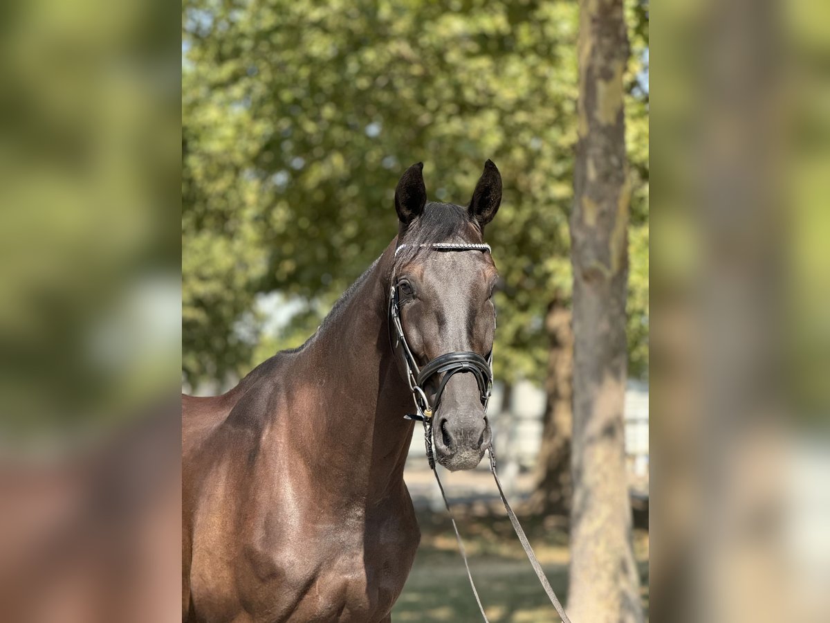 Warmblood austríaco Caballo castrado 4 años 165 cm Negro in Ebreichsdorf