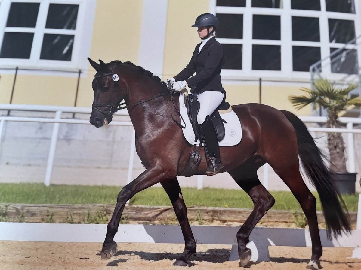 Warmblood austríaco Caballo castrado 4 años 170 cm Negro in St. Salvator