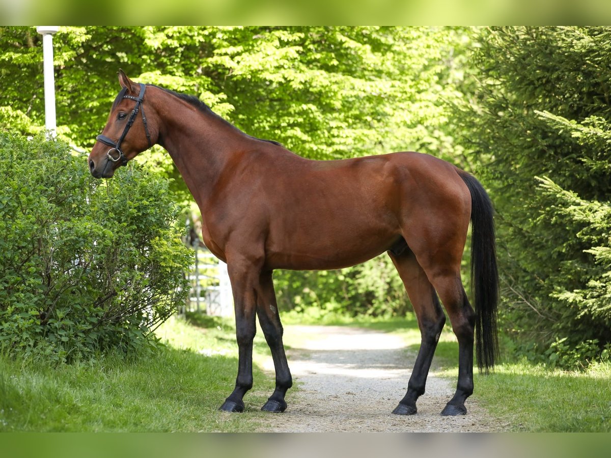 Warmblood austríaco Caballo castrado 4 años 171 cm Castaño in WarngaU
